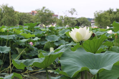 Close-up of white flowers blooming outdoors