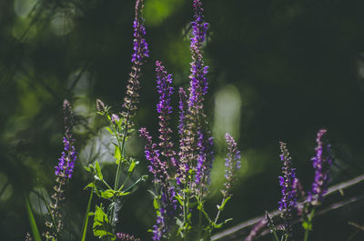 Close-up of purple flowering plants