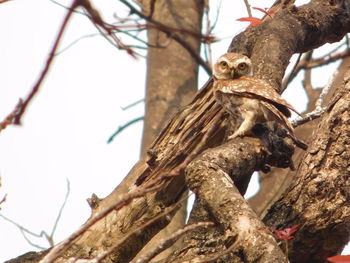 Low angle view of bird perching on tree