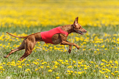 Pharaoh hound dog in red shirt running and chasing lure in the field on coursing competition