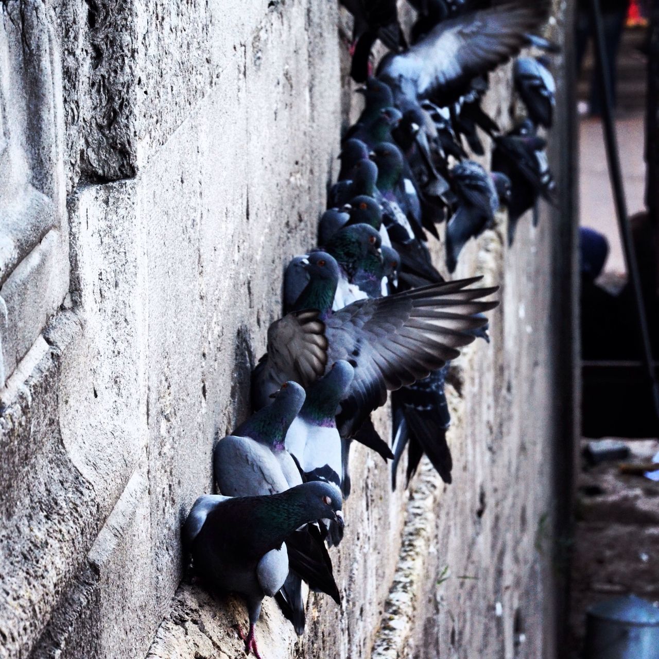 animal themes, animals in the wild, bird, wildlife, pigeon, perching, two animals, togetherness, medium group of animals, nature, outdoors, spread wings, day, full length, three animals, focus on foreground, sparrow, zoology, duck