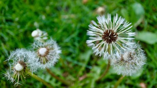 Close-up of flowers