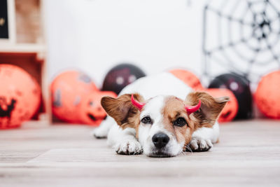 Portrait of dog resting