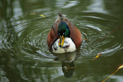 High angle view of duck swimming in lake