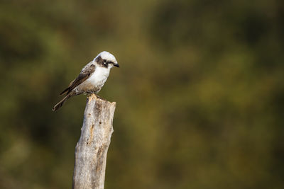 Close-up of bird perching on branch