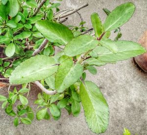 Close-up of plants growing outdoors