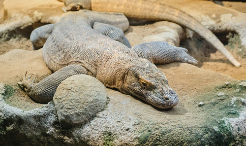 Close-up of lizard