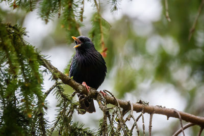 Low angle view of bird perching on branch