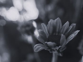 Close-up of flowering plant