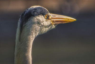 The grey heron