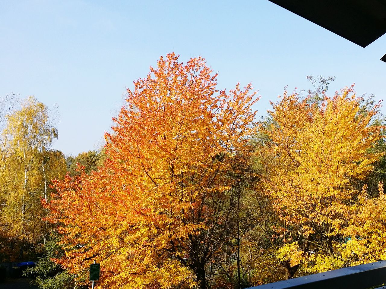 tree, autumn, clear sky, change, season, growth, low angle view, yellow, beauty in nature, nature, branch, orange color, flower, day, sky, tranquility, outdoors, no people, copy space, sunlight