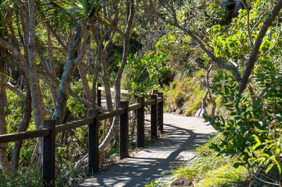 Footpath amidst trees in forest