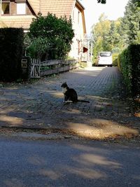 View of a dog on street