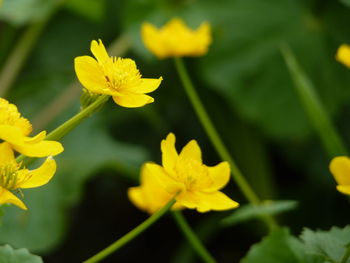 Close-up of yellow flowers