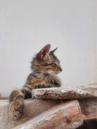 Close-up of a cat looking away