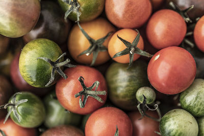 High angle view of various colorful tomatoes