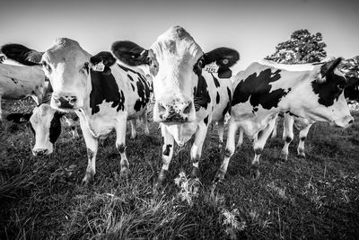 Cows standing on grassy field