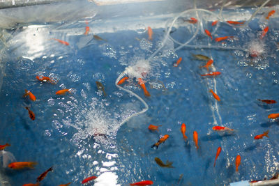 View of koi fish in sea