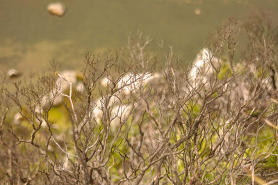 Close-up of grass on field by lake