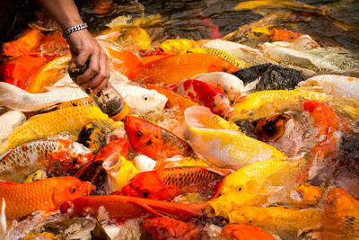 Close-up of hand feeding fish in water