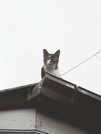 Low angle view portrait of kitten against clear sky