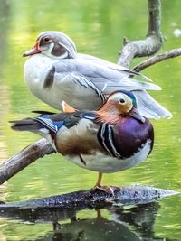 Bird perching on a lake