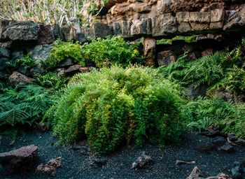 Moss growing on rock by plants