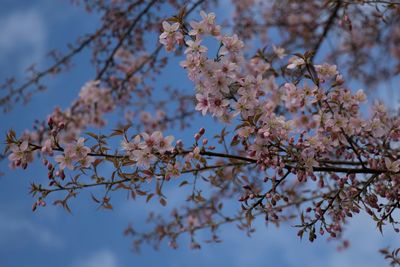 Low angle view of cherry blossoms against sky