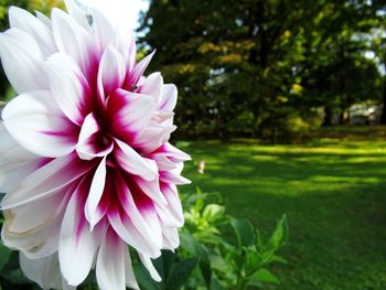 Close-up of pink flower in park