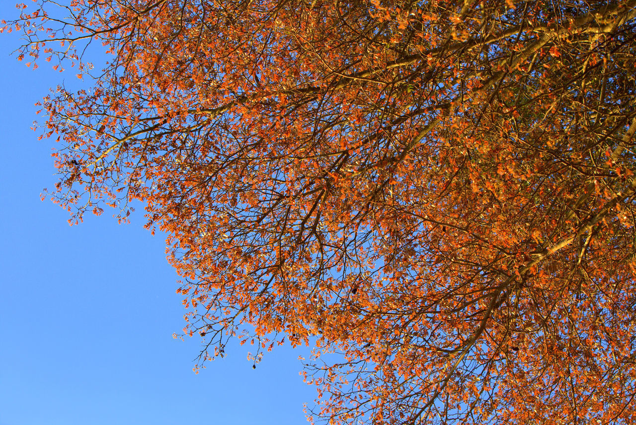 LOW ANGLE VIEW OF TREE DURING AUTUMN AGAINST SKY