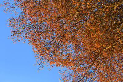 Low angle view of tree during autumn