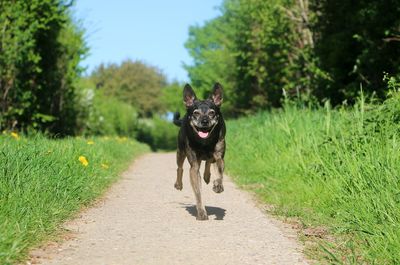 Portrait of dog running in park