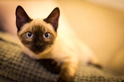 Close-up portrait of kitten sitting