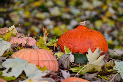 Close-up of pumpkins on field