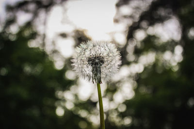 Close-up of dandelion against blurred background