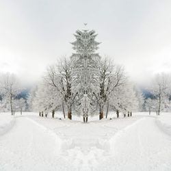 Snow covered land and trees in city