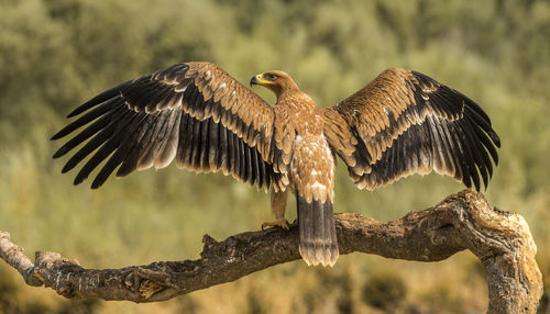 Close-up of golden eagle perching on branch