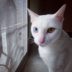 Close-up portrait of cat