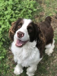 Close-up portrait of dog on field