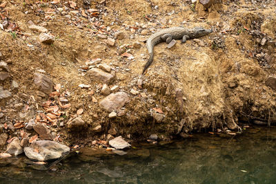 View of snake on rock in sea