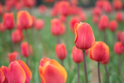 Close-up of red tulips on field