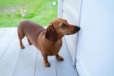 High angle view of dog looking away