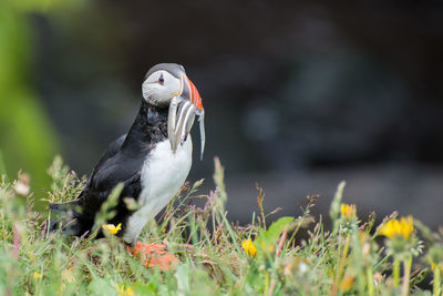 Close-up of bird perching outdoors