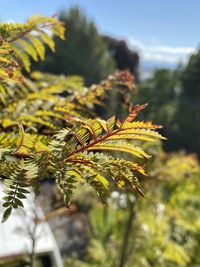 Close-up of leaves on tree against sky