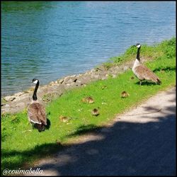 Birds in a lake