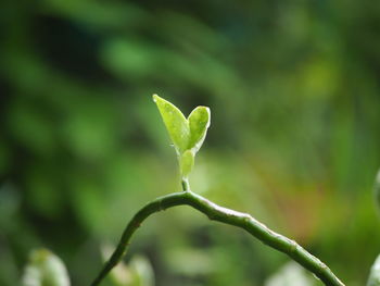 Close-up of fresh green plant