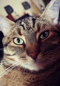 Close-up portrait of a cat