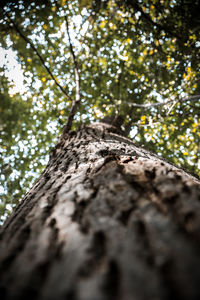 Low angle view of tree trunk