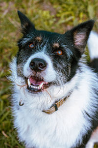 Close-up portrait of dog