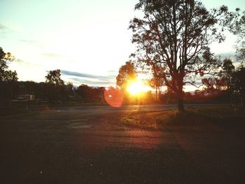 Sun shining through trees